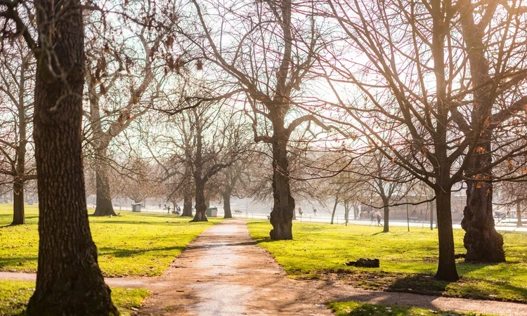 Trees in winter in Hyde Park